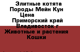 Элитные котята Породы Мейн Кун › Цена ­ 35 000 - Приморский край, Владивосток г. Животные и растения » Кошки   